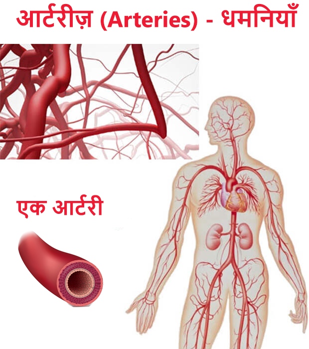 आर्टरीज़ क्या है? आर्टरीज़ (Arteries) अर्थात धमनियाँ 