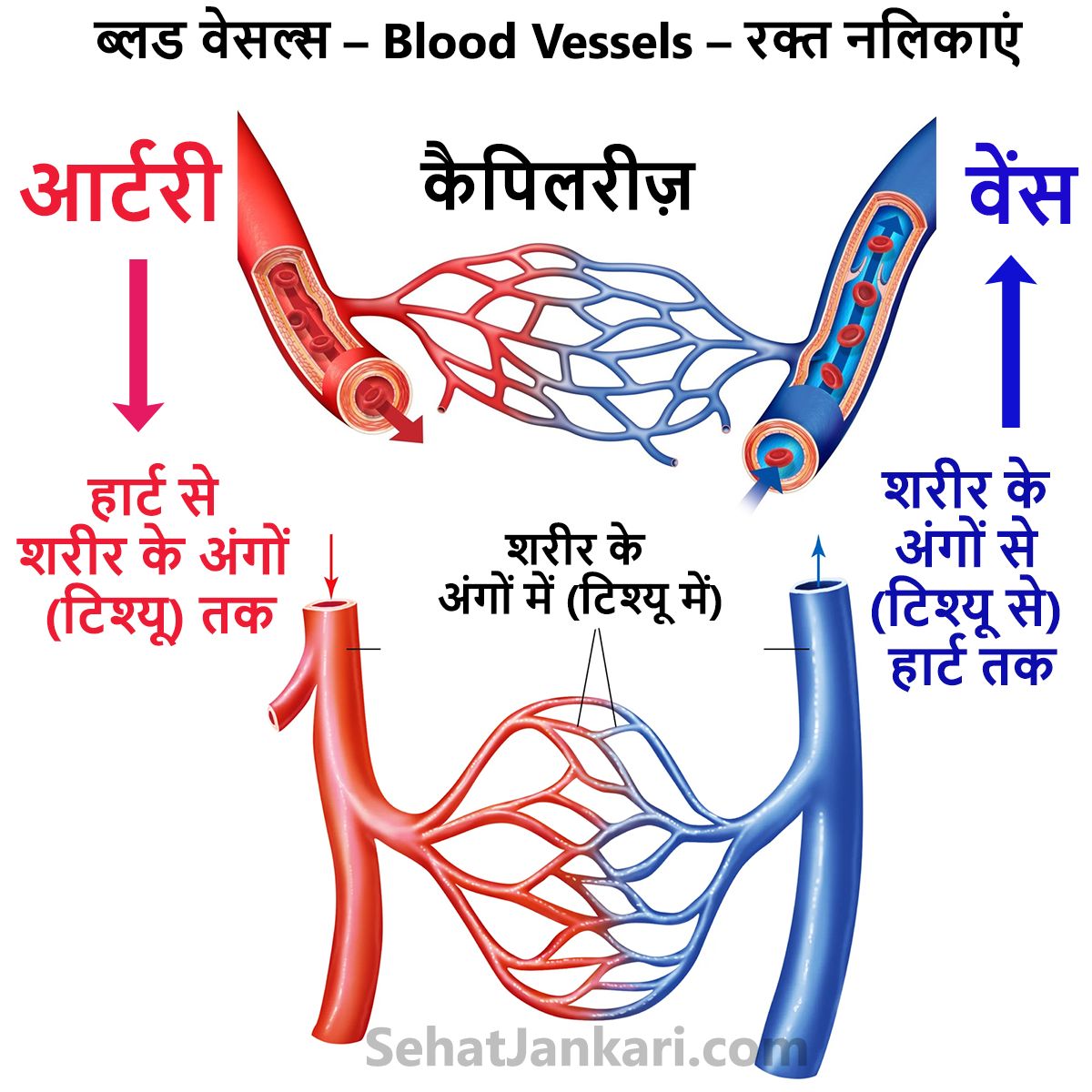 ब्लड वेसल्स - Blood Vessels - रक्त नलिकाएं