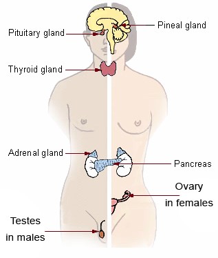 Endocrine System