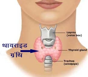 Thyroid Gland